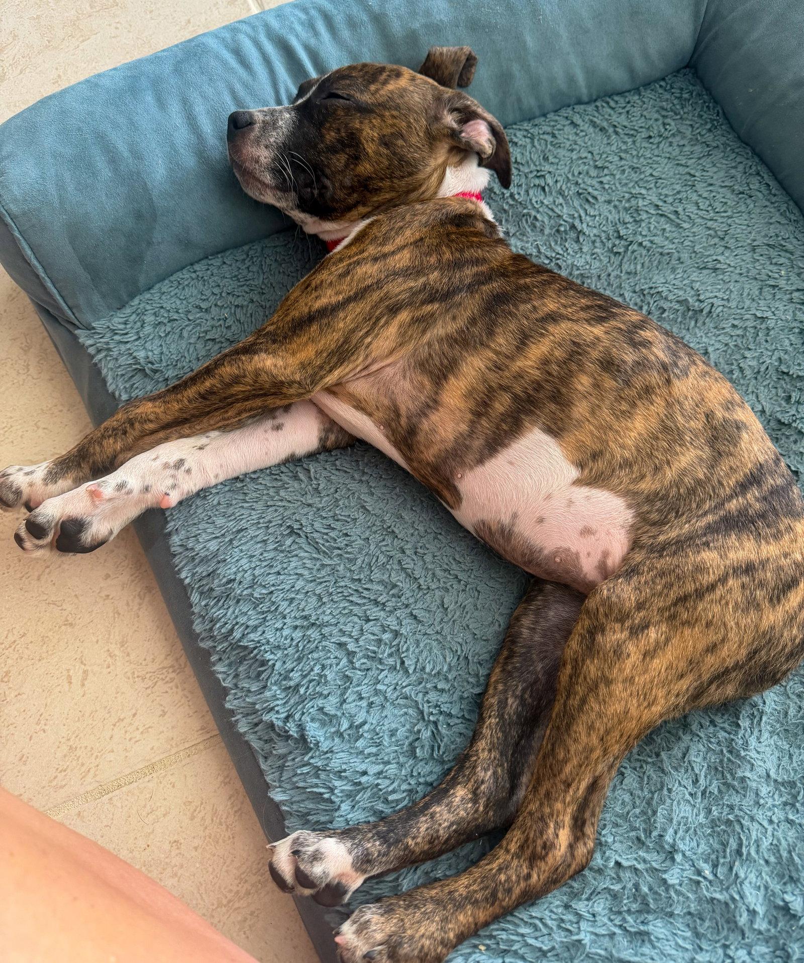 Moose, a Adoptable mixed breed in Lighthouse Point, FL image 1/3