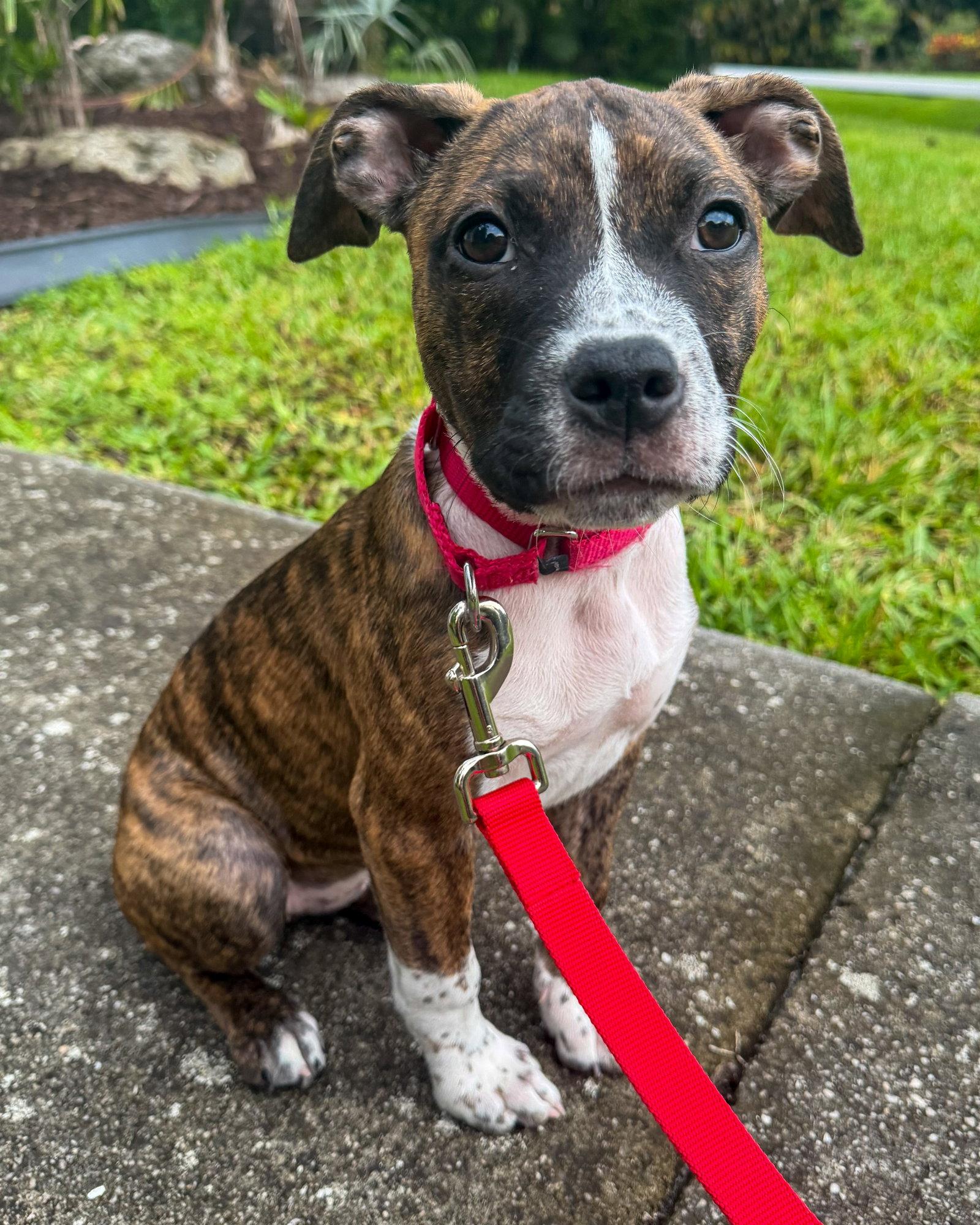 Moose, a Adoptable mixed breed in Lighthouse Point, FL image 2/3