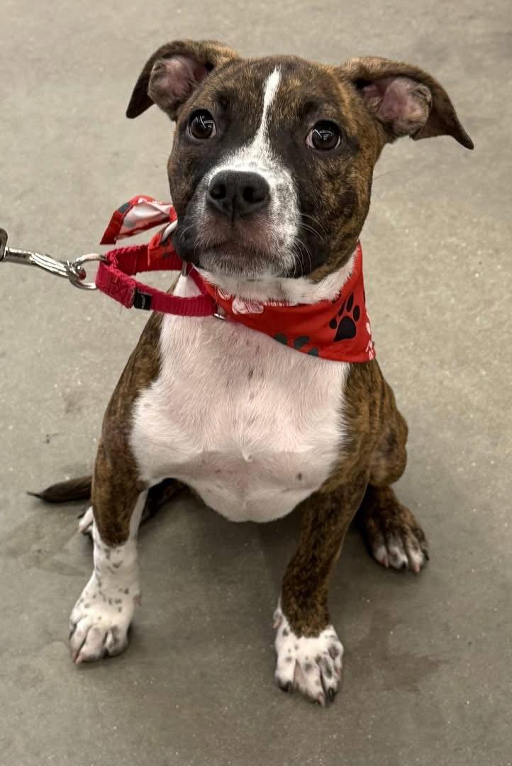 Moose, a Adoptable mixed breed in Lighthouse Point, FL image 3/3