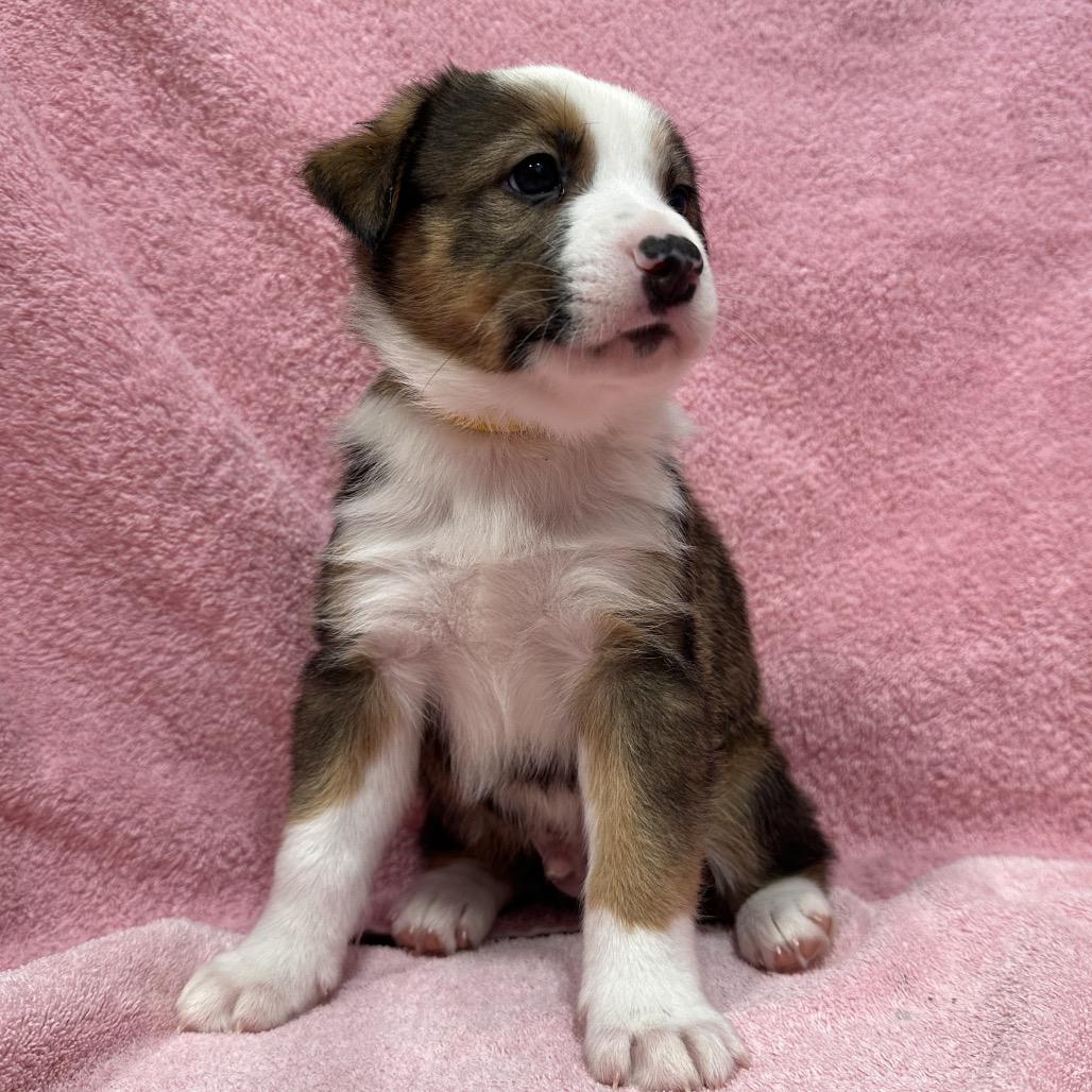 Enlarge Bronco, a Adoptable mixed breed in Puslinch, ON image 1/6
