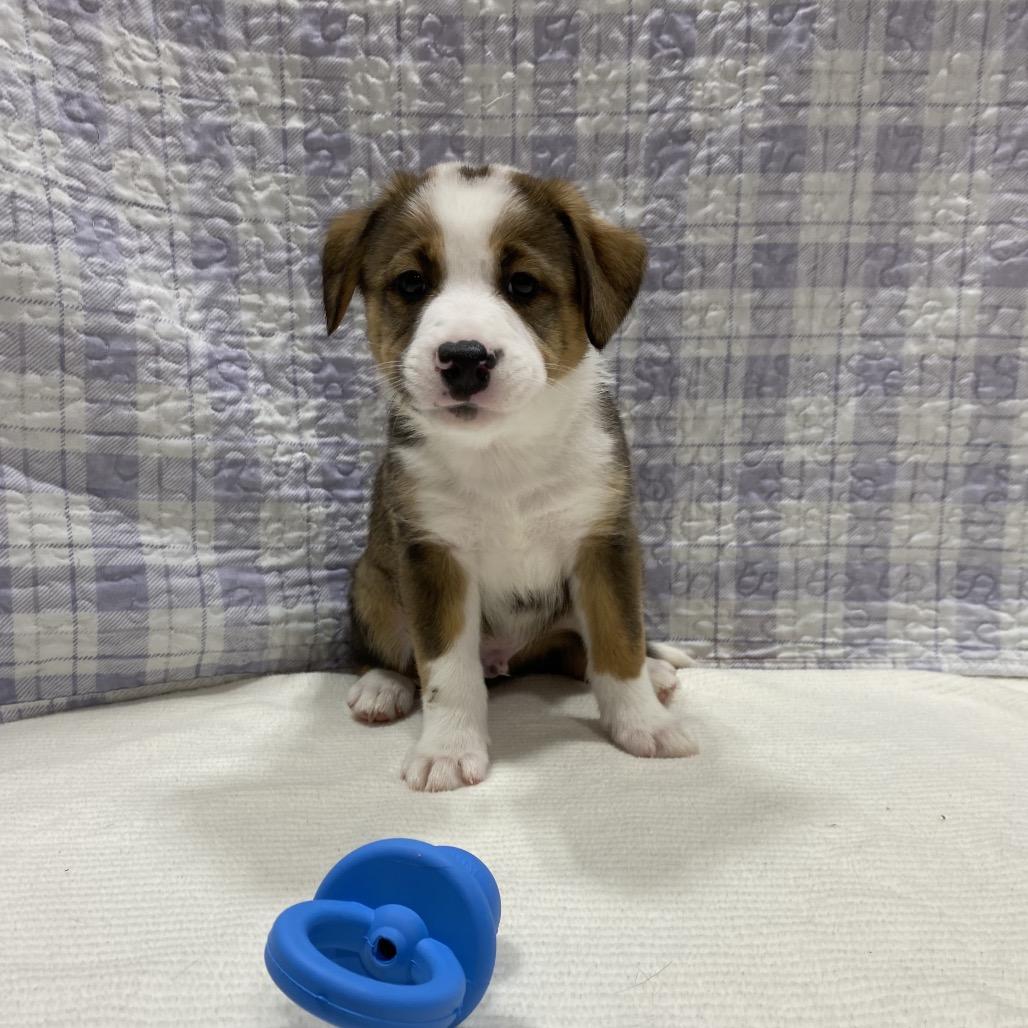 Enlarge Bronco, a Adoptable mixed breed in Puslinch, ON image 2/6