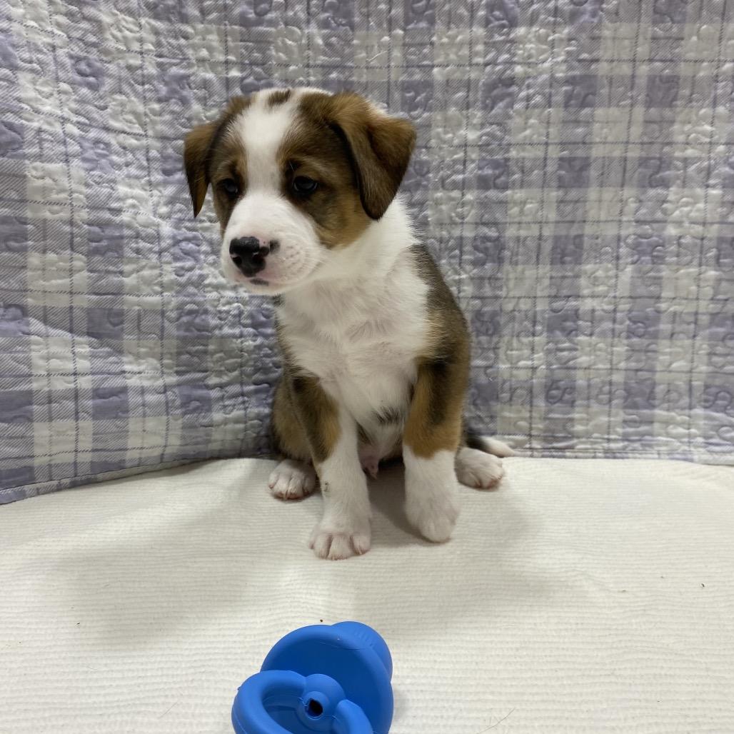 Enlarge Bronco, a Adoptable mixed breed in Puslinch, ON image 3/6