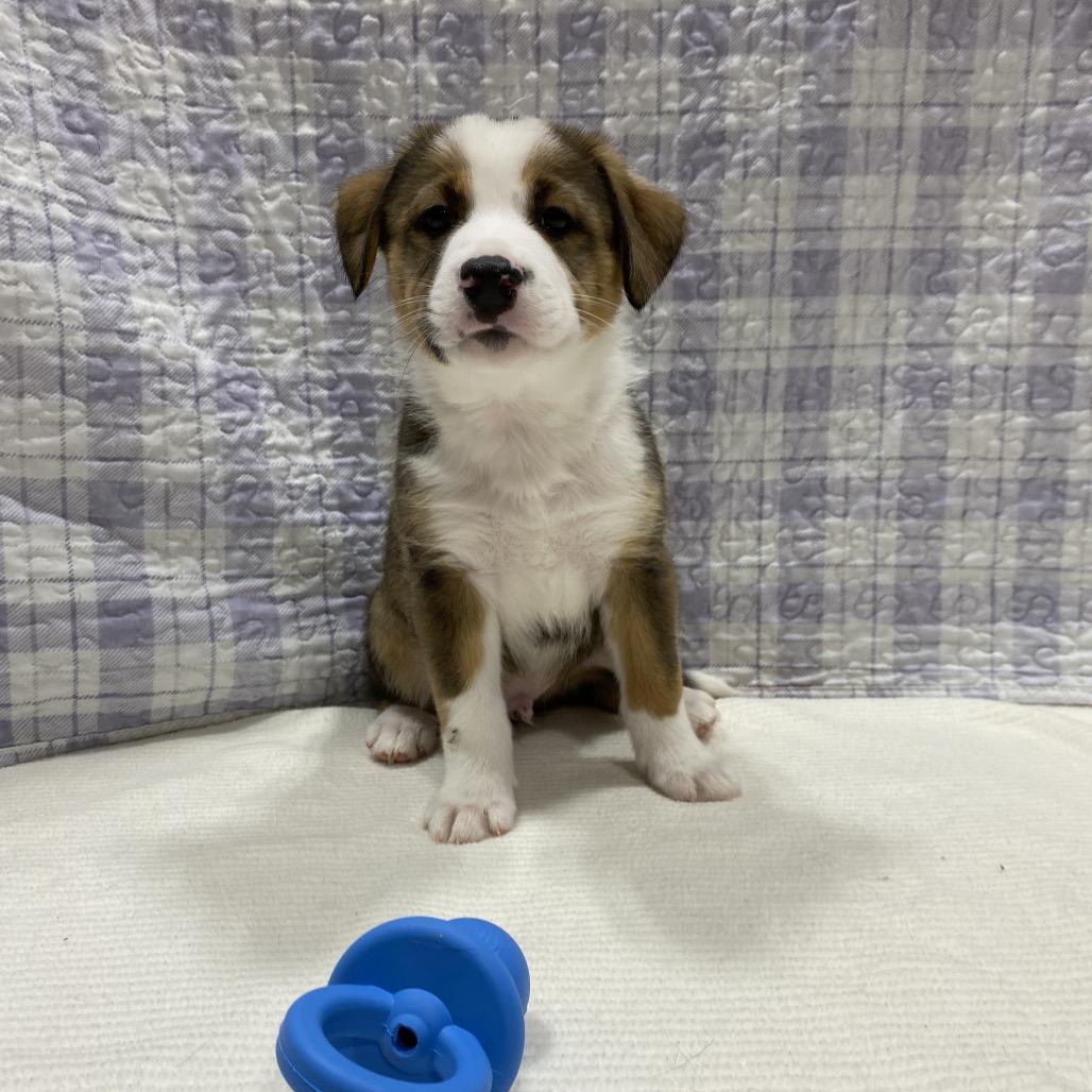 Enlarge Bronco, a Adoptable mixed breed in Puslinch, ON image 4/6