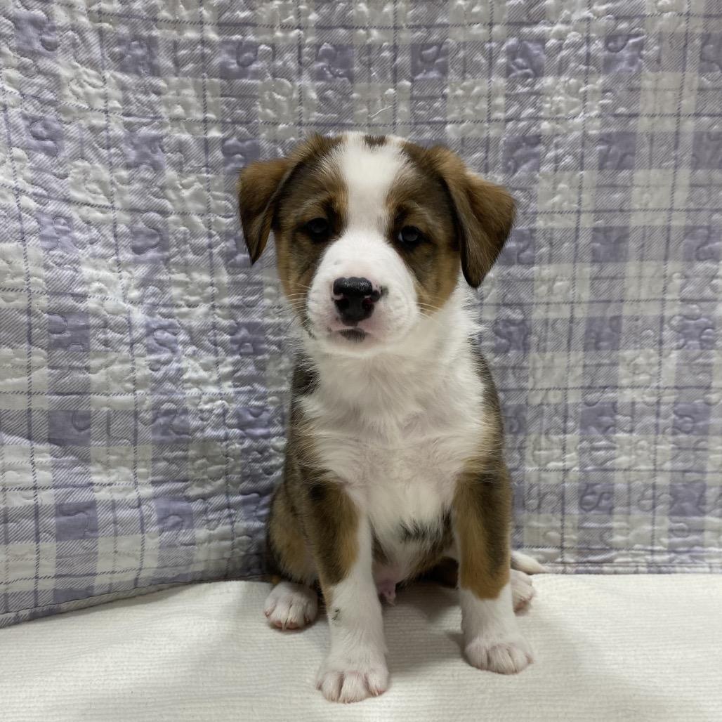 Enlarge Bronco, a Adoptable mixed breed in Puslinch, ON image 5/6