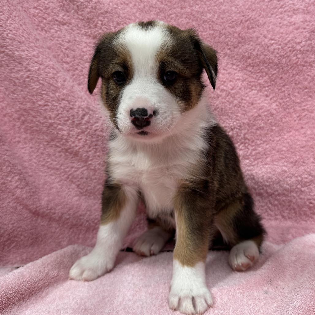 Enlarge Bronco, a Adoptable mixed breed in Puslinch, ON image 6/6