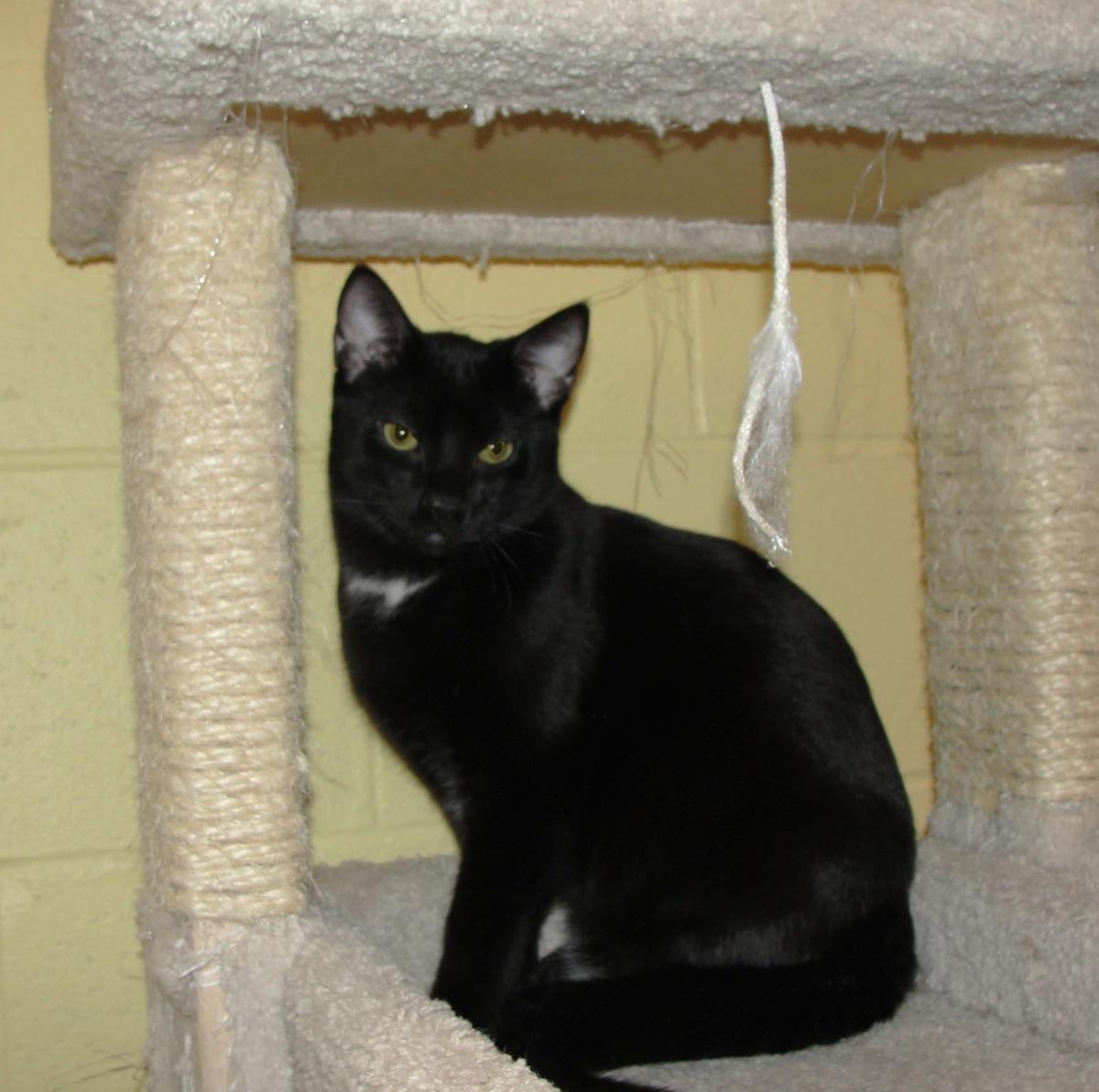 Reaper, Adoptable, Young Male Domestic Short Hair.