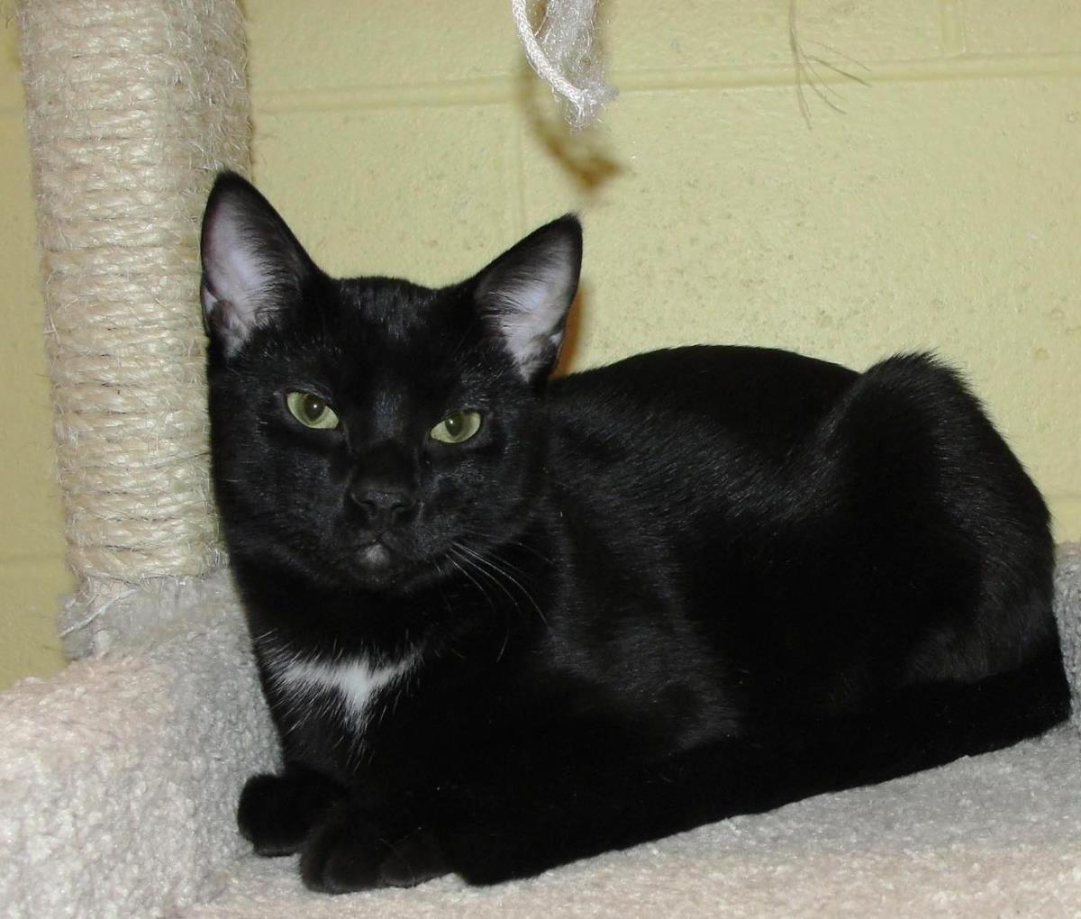 Enlarge Reaper, a Adoptable mixed breed in Plover, WI image 2/5