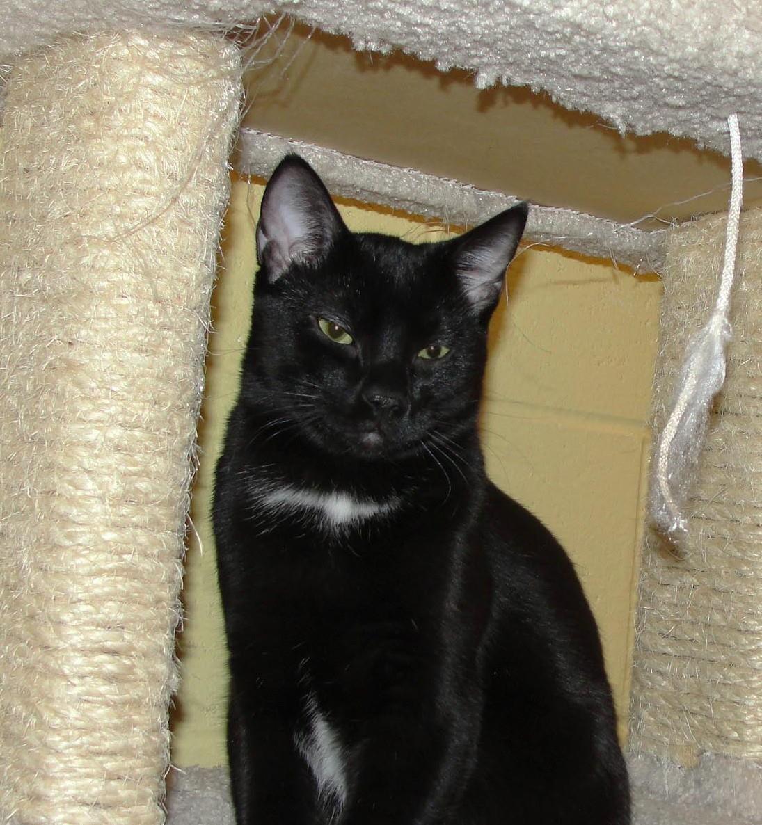 Enlarge Reaper, a Adoptable mixed breed in Plover, WI image 3/5