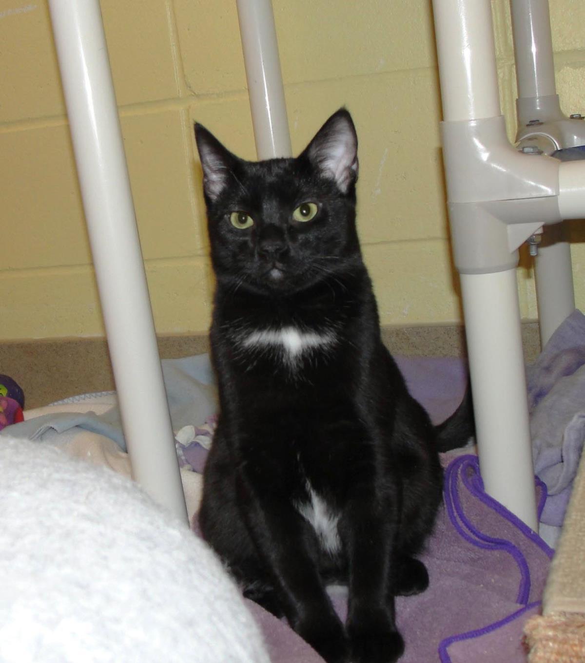 Enlarge Reaper, a Adoptable mixed breed in Plover, WI image 4/5