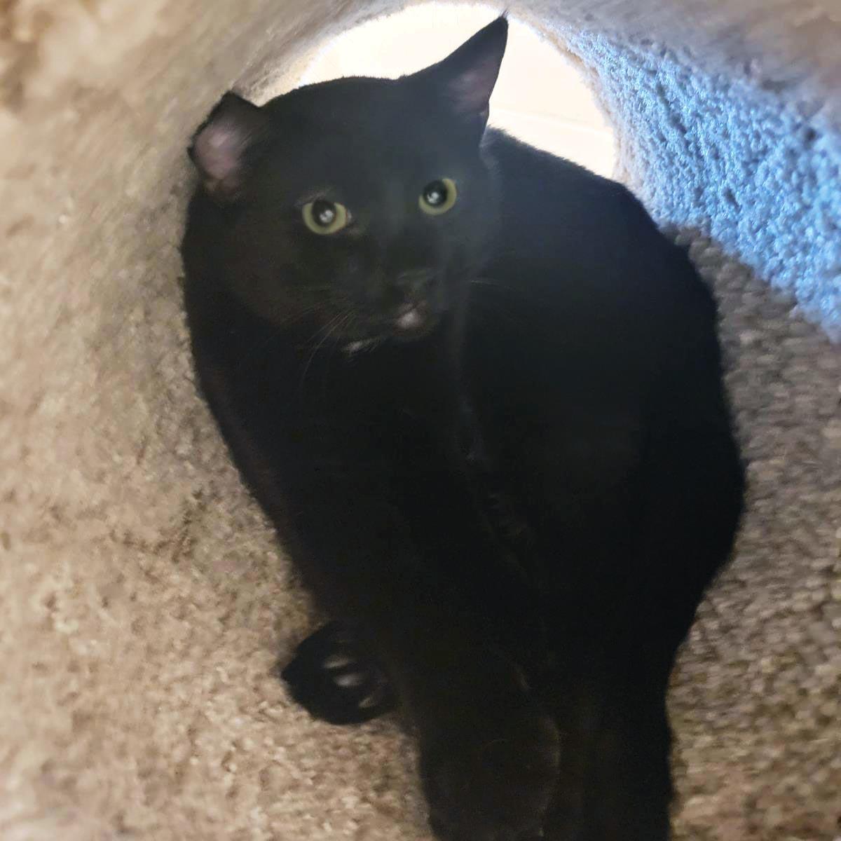 Enlarge Reaper, a Adoptable mixed breed in Plover, WI image 5/5