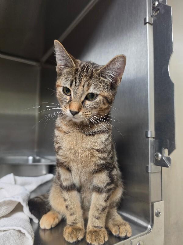 Enlarge Daisy, a Adoptable Tortoiseshell in Bluffton, IN image 2/5