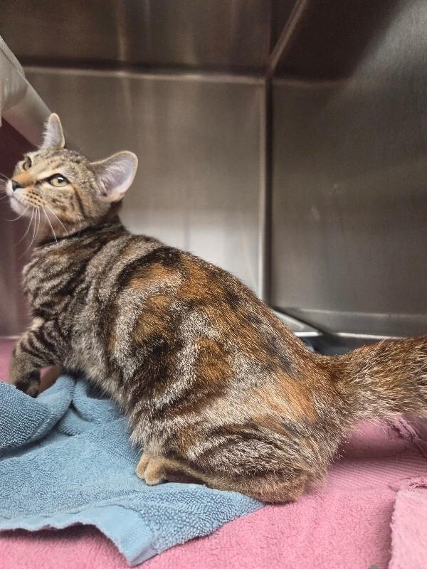 Enlarge Daisy, a Adoptable Tortoiseshell in Bluffton, IN image 4/5