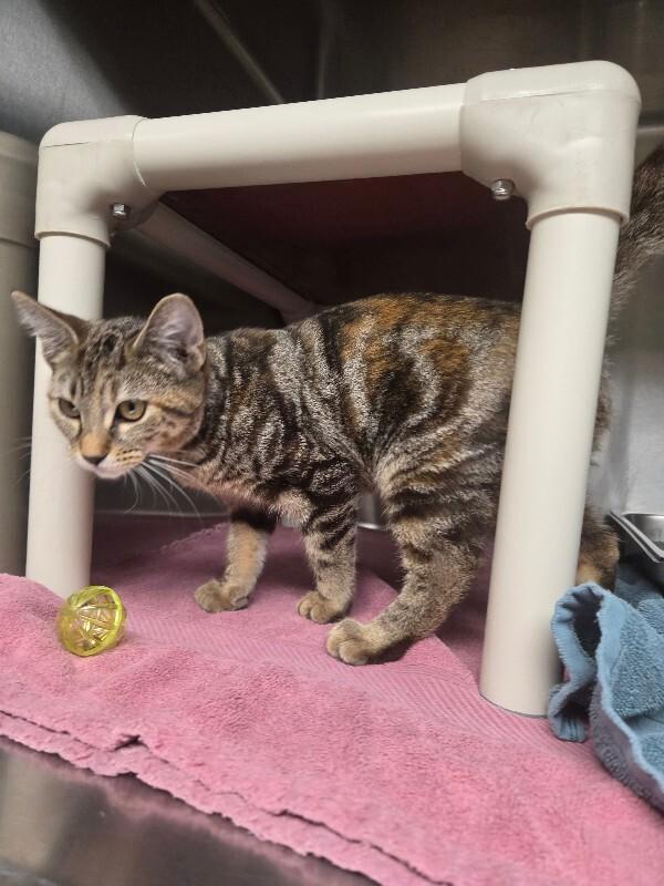 Enlarge Daisy, a Adoptable Tortoiseshell in Bluffton, IN image 5/5