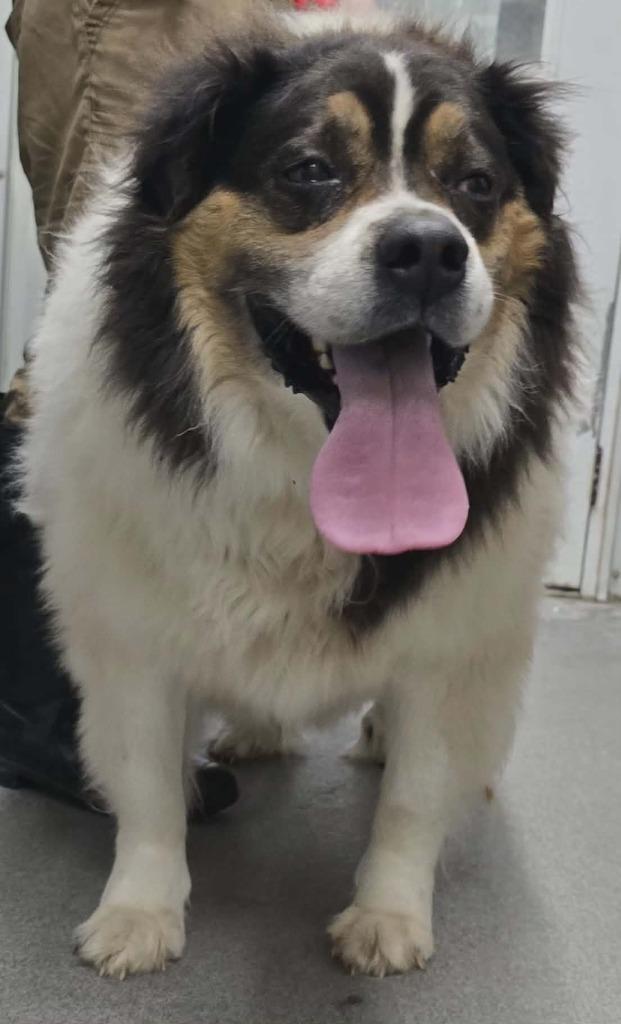 Beethoven, Adoptable, Adult Male Saint Bernard & Border Collie.