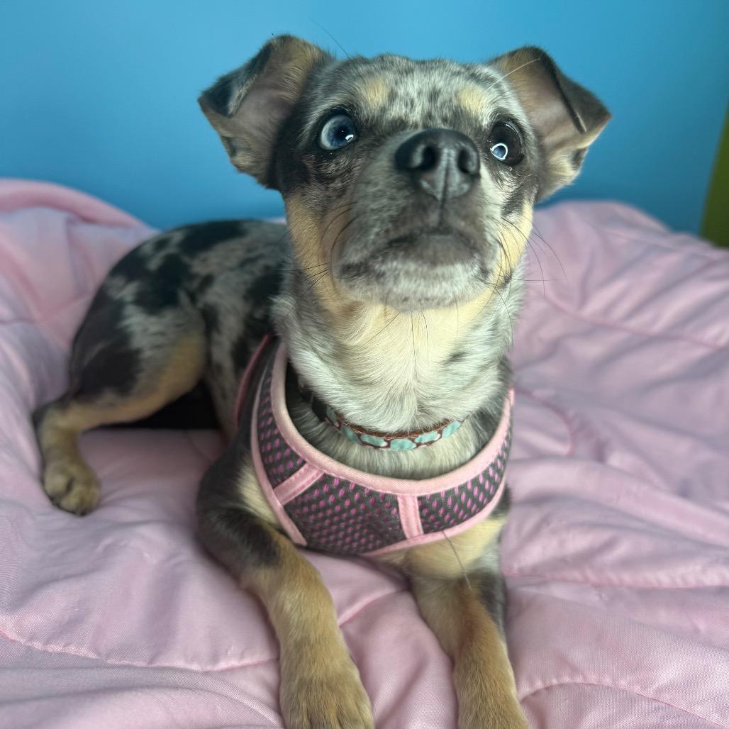 Little Lola, Adoptable, Adult Female Chihuahua & Dachshund.