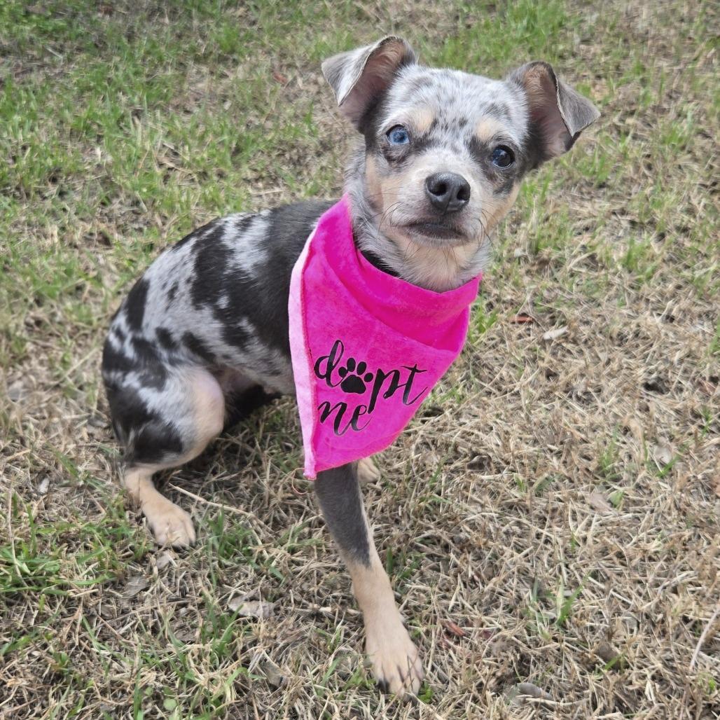 Enlarge Little Lola, a Adoptable mixed breed in San Antonio, TX image 1/6