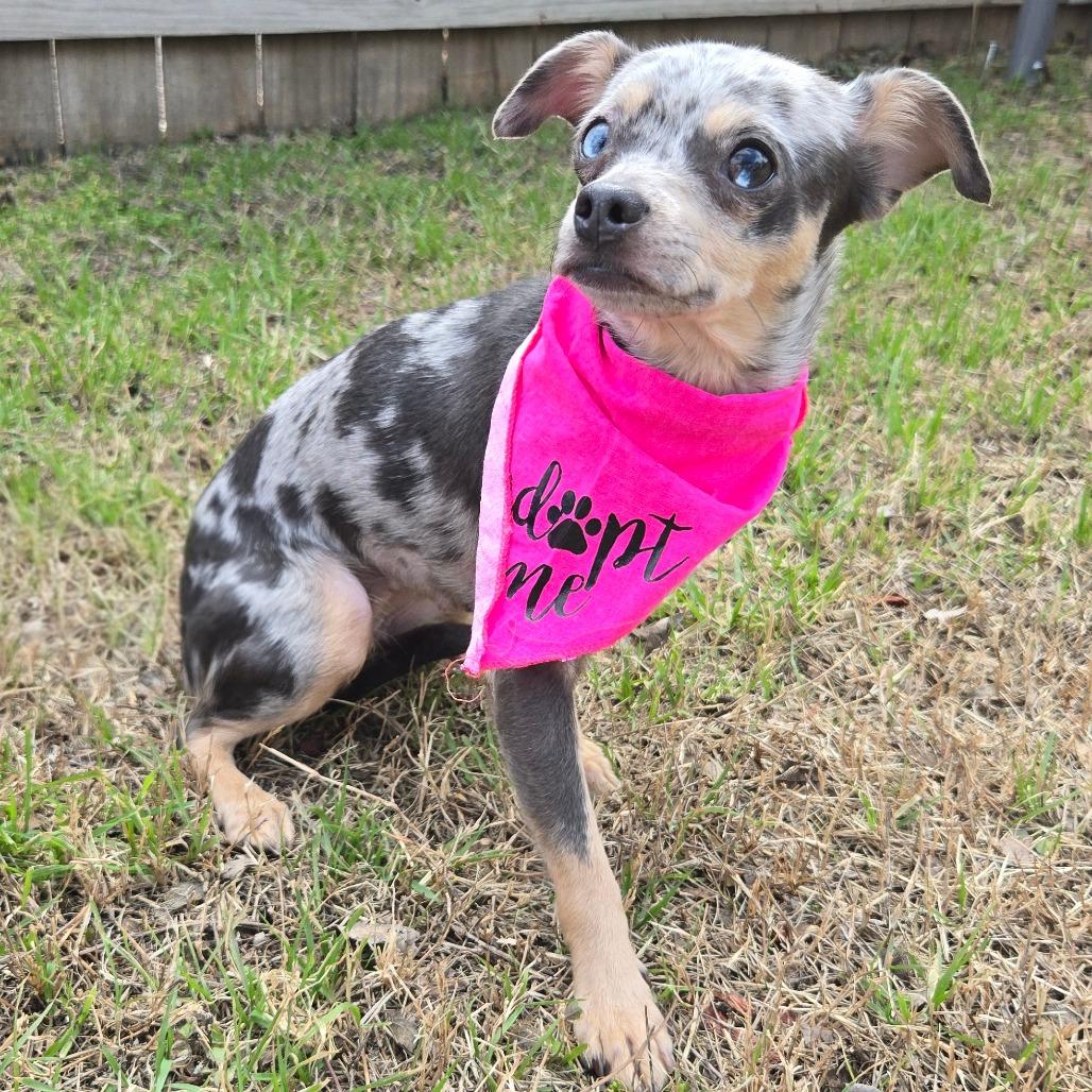 Enlarge Little Lola, a Adoptable mixed breed in San Antonio, TX image 3/6