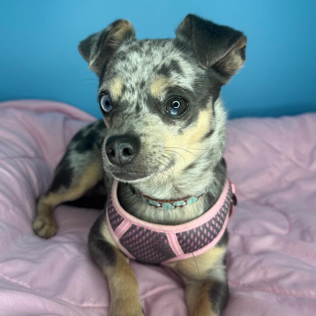 Enlarge Little Lola, a Adoptable mixed breed in San Antonio, TX image 4/6