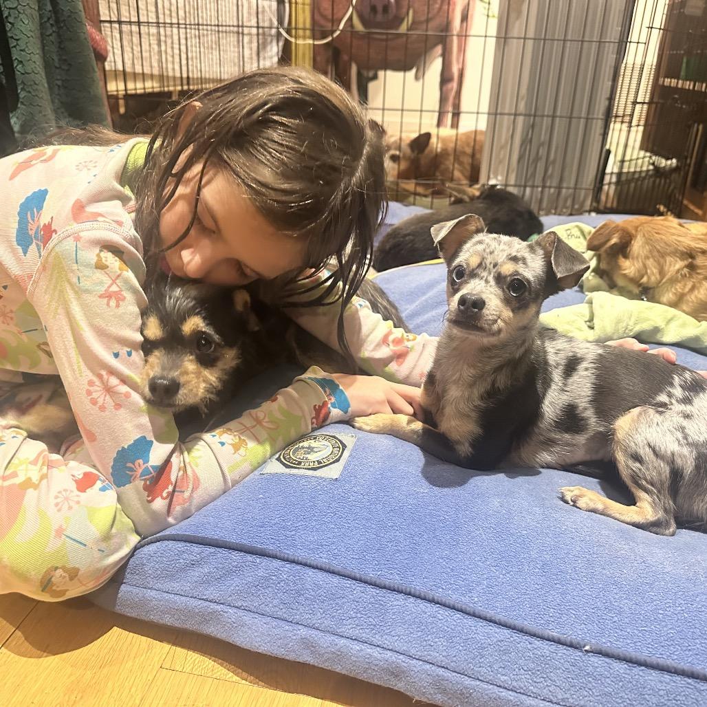 Enlarge Little Lola, a Adoptable mixed breed in San Antonio, TX image 2/6