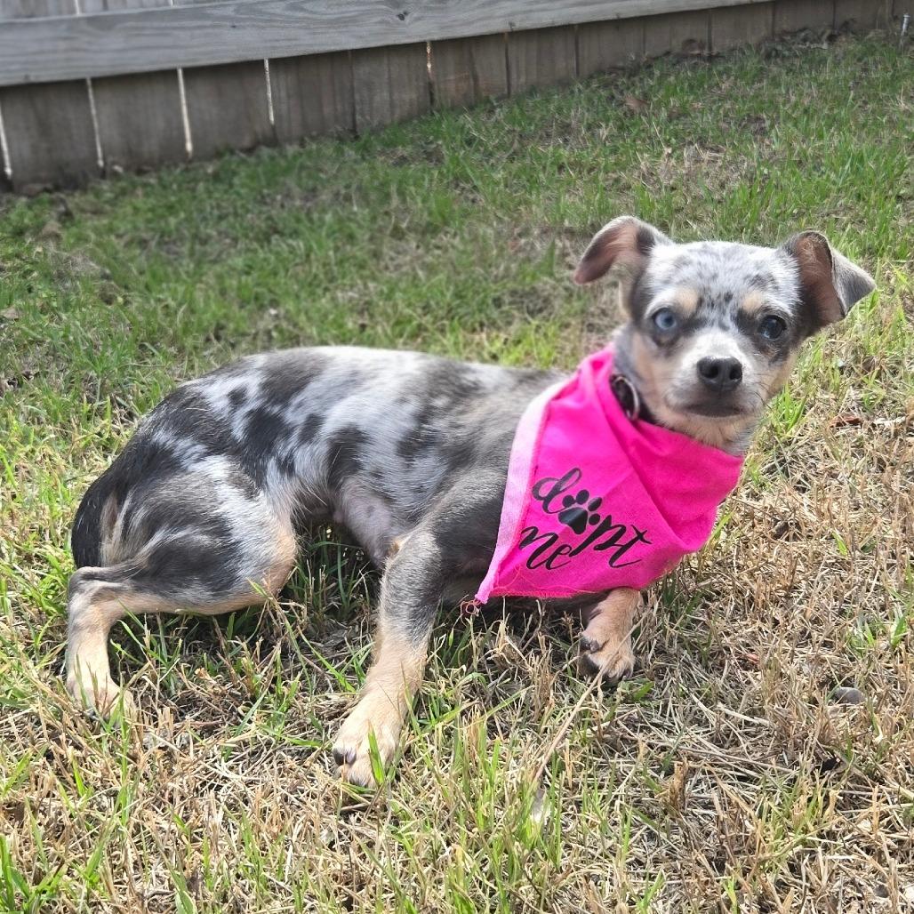 Enlarge Little Lola, a Adoptable mixed breed in San Antonio, TX image 6/6