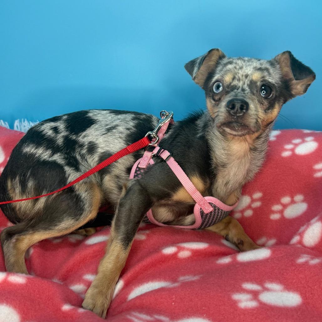 Enlarge Little Lola, a Adoptable mixed breed in San Antonio, TX image 3/6