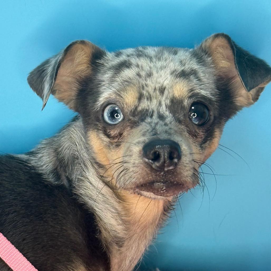 Enlarge Little Lola, a Adoptable mixed breed in San Antonio, TX image 4/6