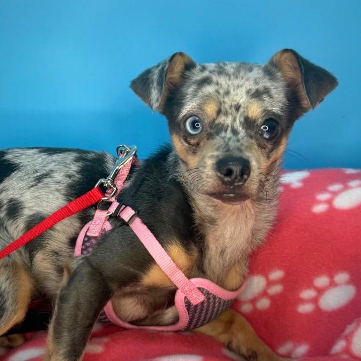 Enlarge Little Lola, a Adoptable mixed breed in San Antonio, TX image 5/6