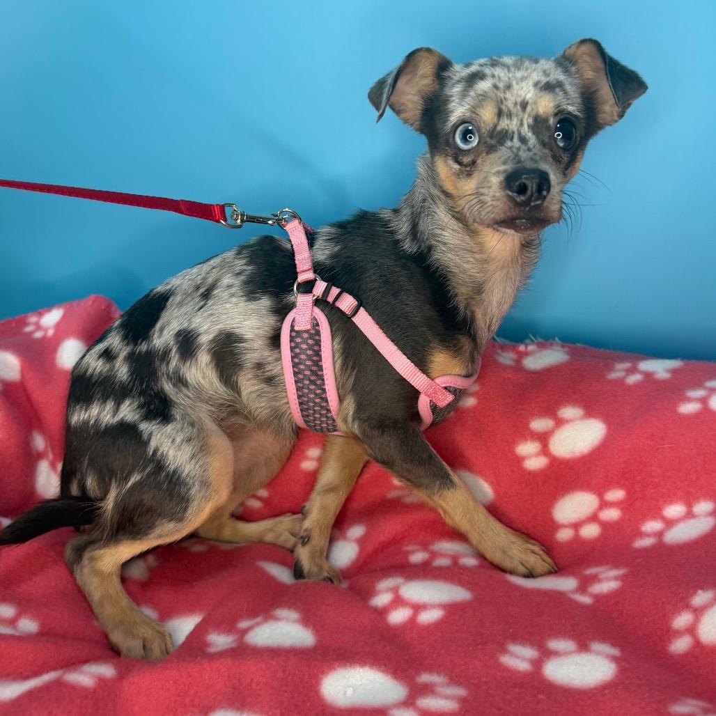 Enlarge Little Lola, a Adoptable mixed breed in San Antonio, TX image 6/6