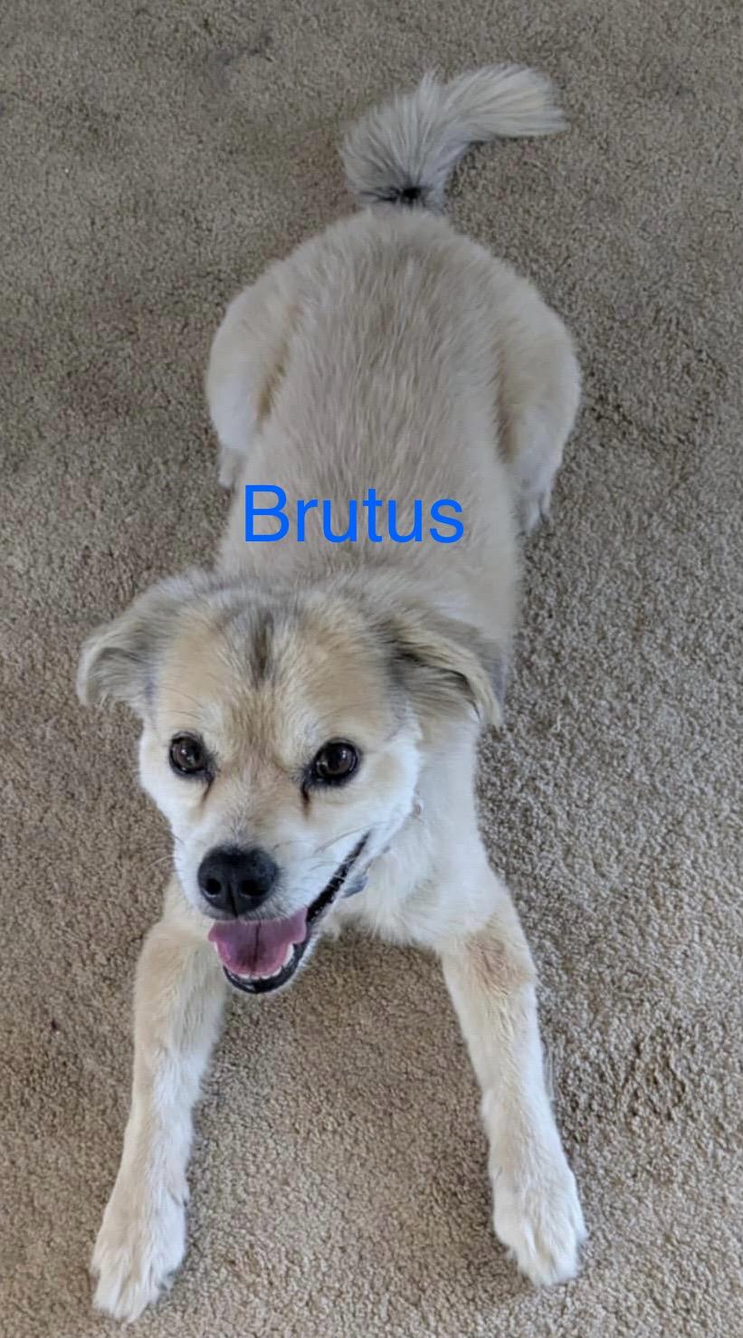 Brutus