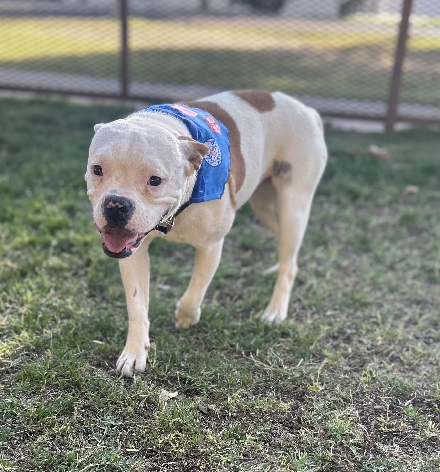 Cricket, Young Male Bulldog