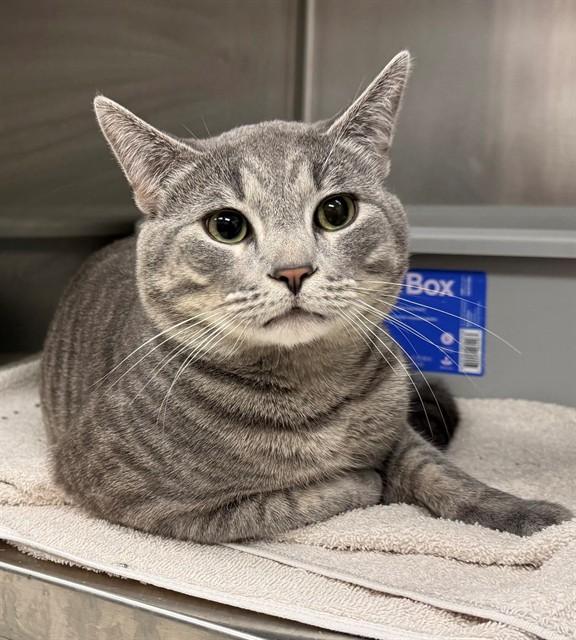 SIR MEOW, Adoptable, Young Male Domestic Short Hair.