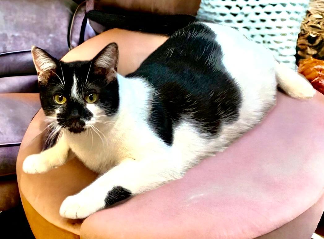 Enlarge Jessie, a Adoptable Tuxedo in West Hills, CA image 1/6