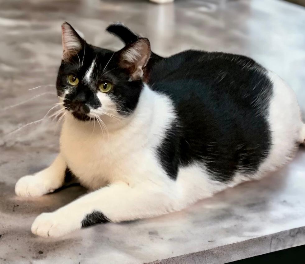 Enlarge Jessie, a Adoptable Tuxedo in West Hills, CA image 2/6