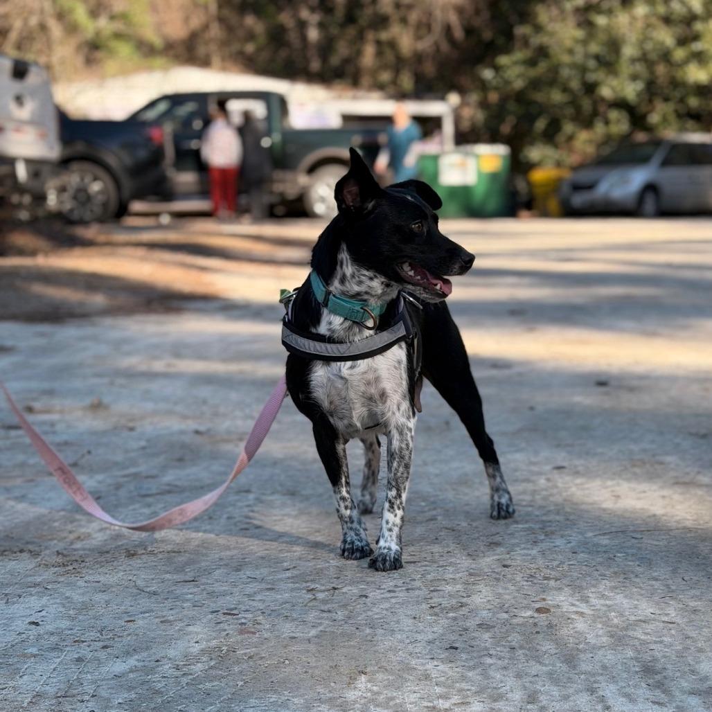Harlequin, Adoptable, Adult Female Australian Cattle Dog / Blue Heeler & Mixed Breed.