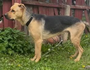 Enlarge Apollo, a ADOPTABLE mixed breed in Richboro, PA image 1/1