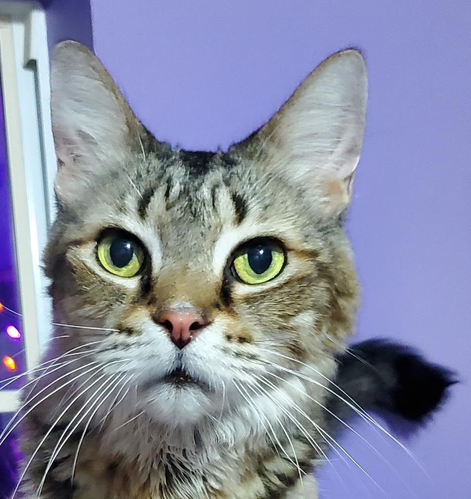 Enlarge Chounard, a Adopted Maine Coon in St. James City, FL image 1/2