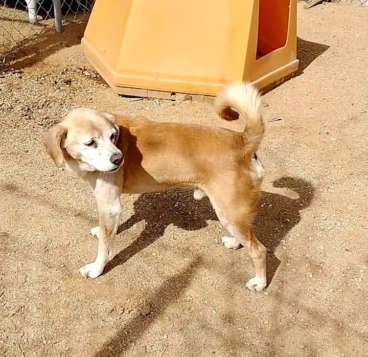 Sammy-his BFF is roomy, Adoptable, Senior Male Beagle.