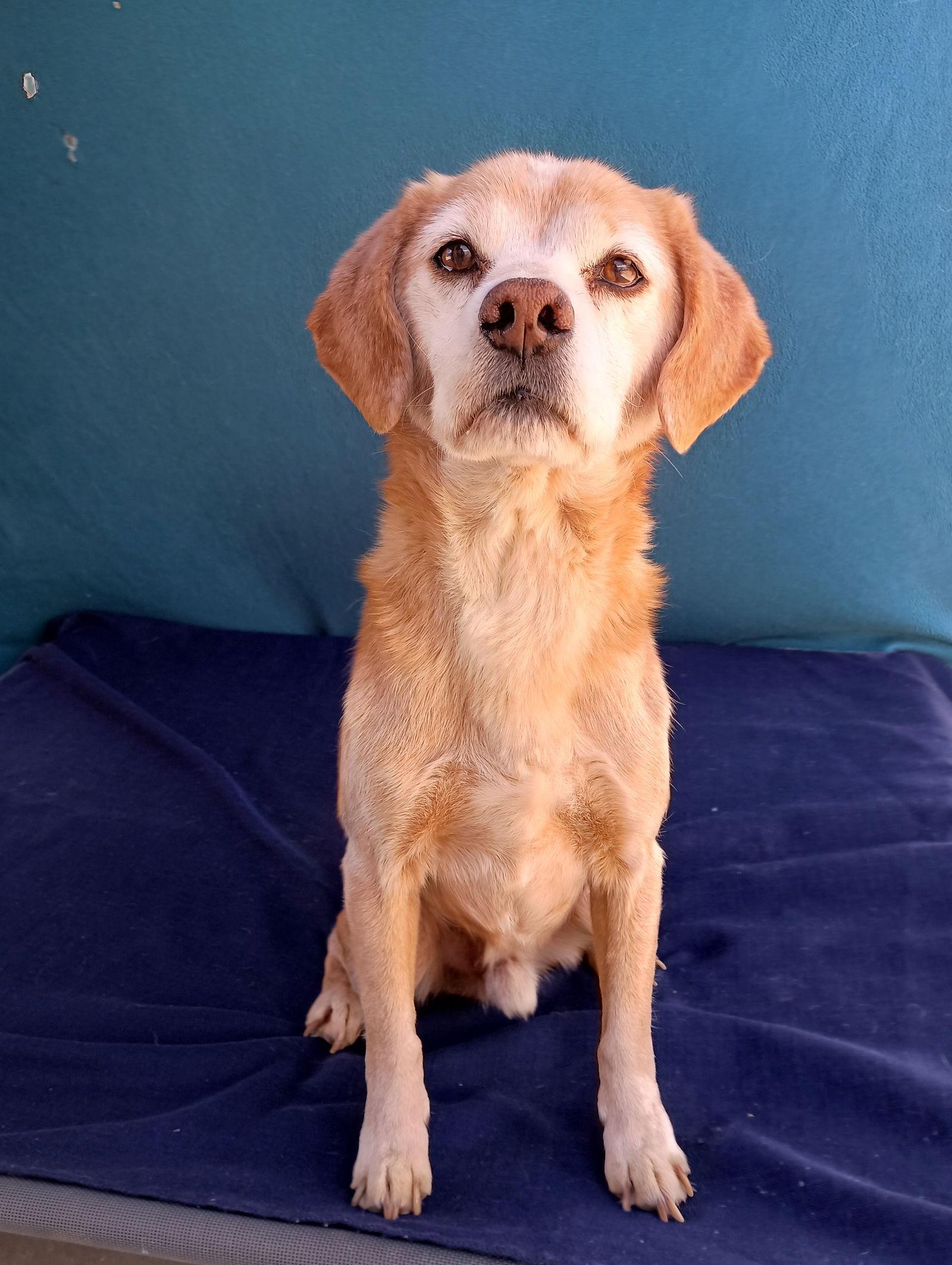 Sammy-his BFF is roomy, a Adoptable Beagle in Apple Valley, CA image 1/6