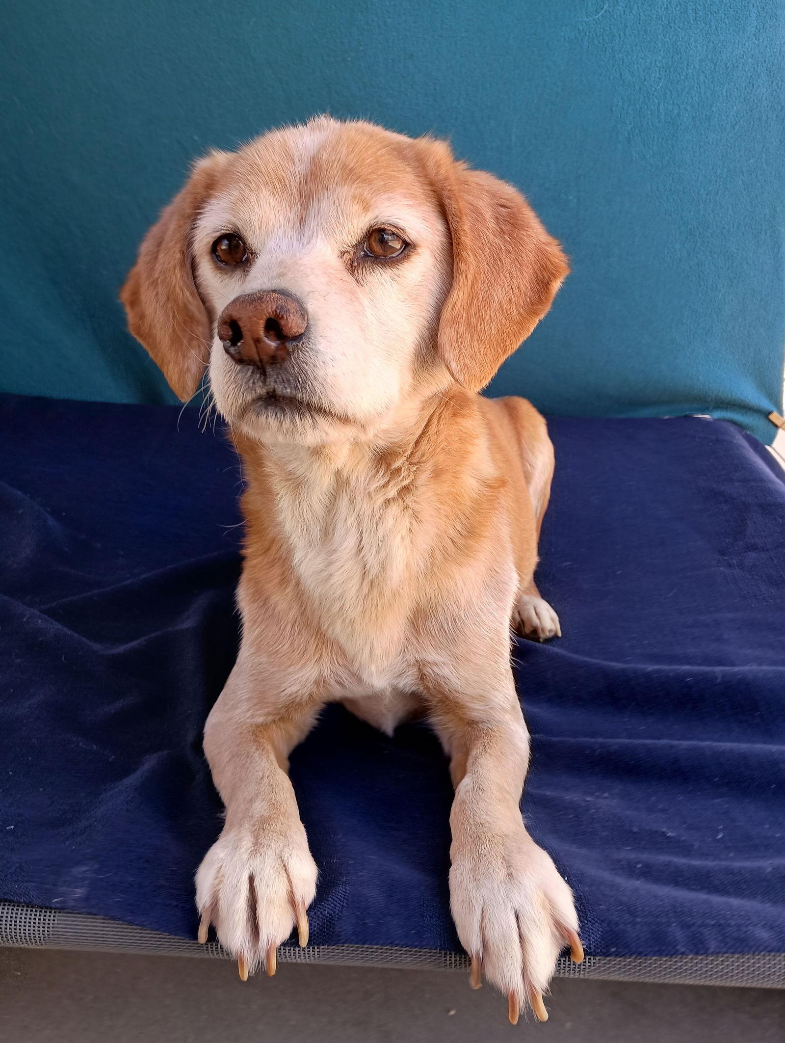 Sammy-his BFF is roomy, a Adoptable Beagle in Apple Valley, CA image 2/6