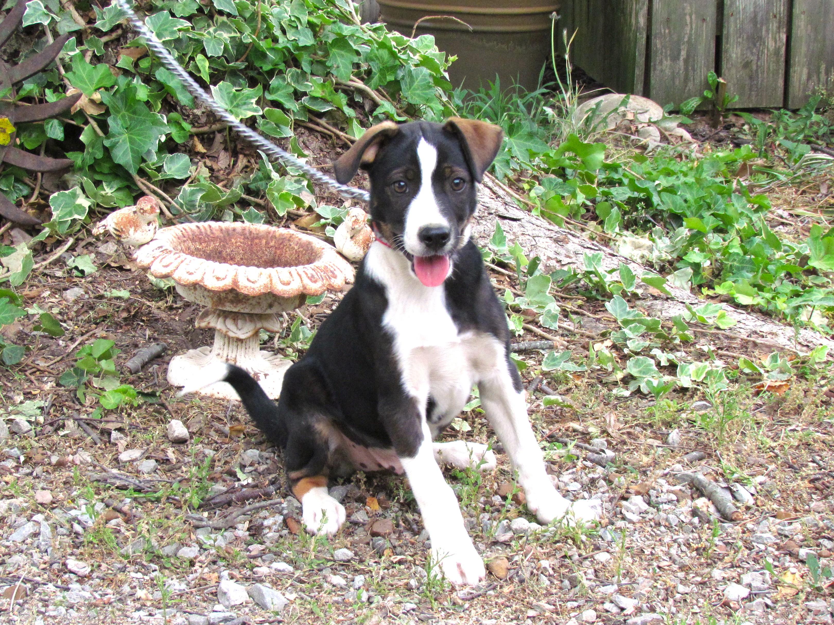 Troy, ADOPTABLE, Puppy Male Feist & Terrier.