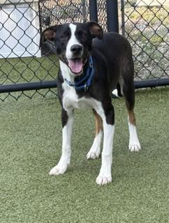 Enlarge Troy - Come Meet Me, a Adoptable mixed breed in Medfield, MA image 3/6