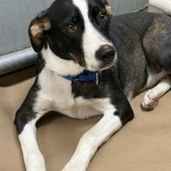 Enlarge Troy - Come Meet Me, a Adoptable mixed breed in Medfield, MA image 4/6