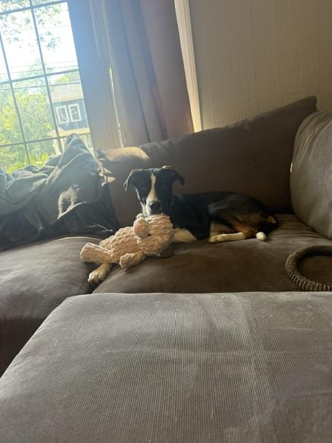 Enlarge Troy - Come Meet Me, a Adoptable mixed breed in Medfield, MA image 5/6