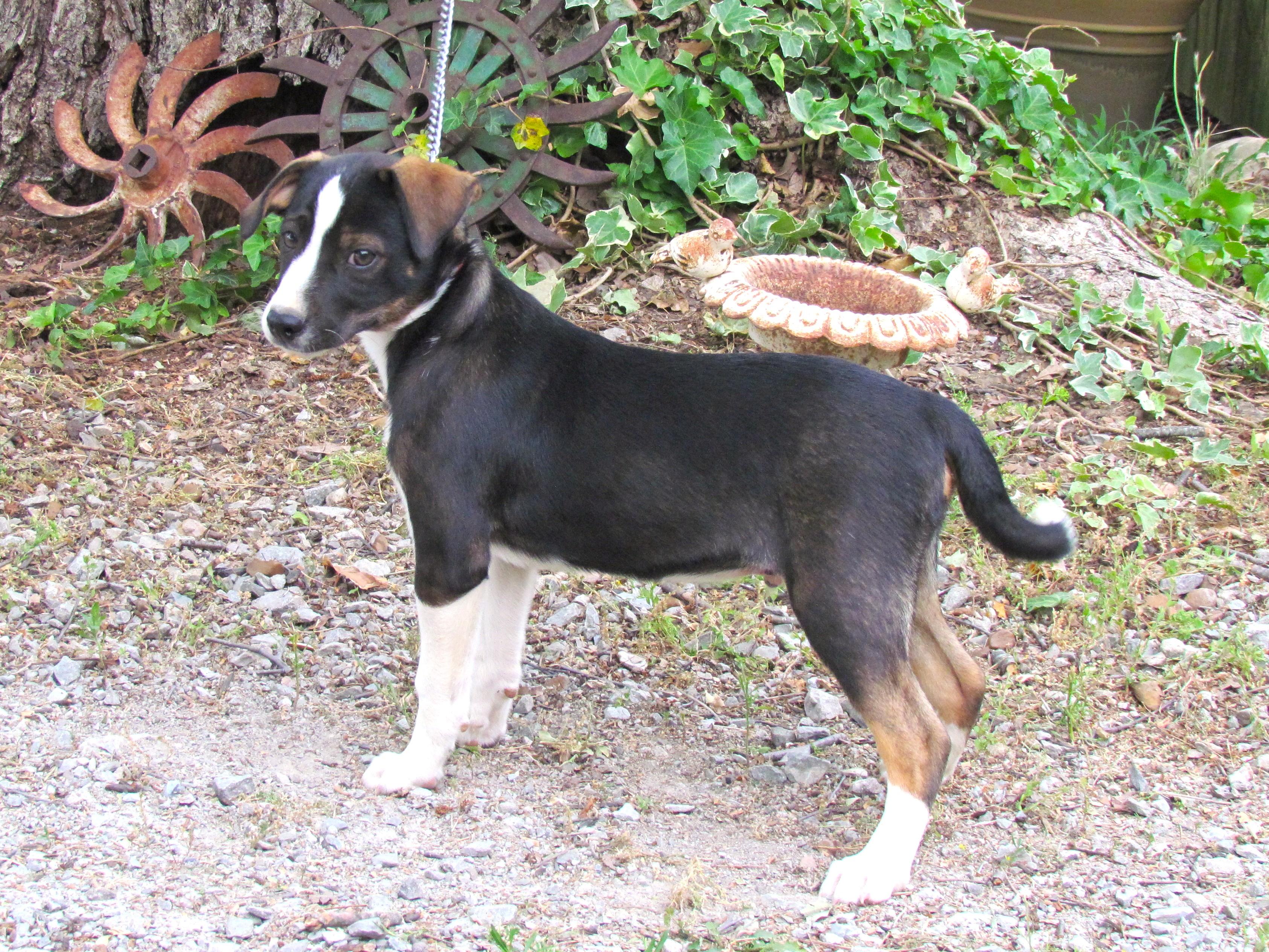 Enlarge Troy, a ADOPTABLE mixed breed in Medfield, MA image 3/3