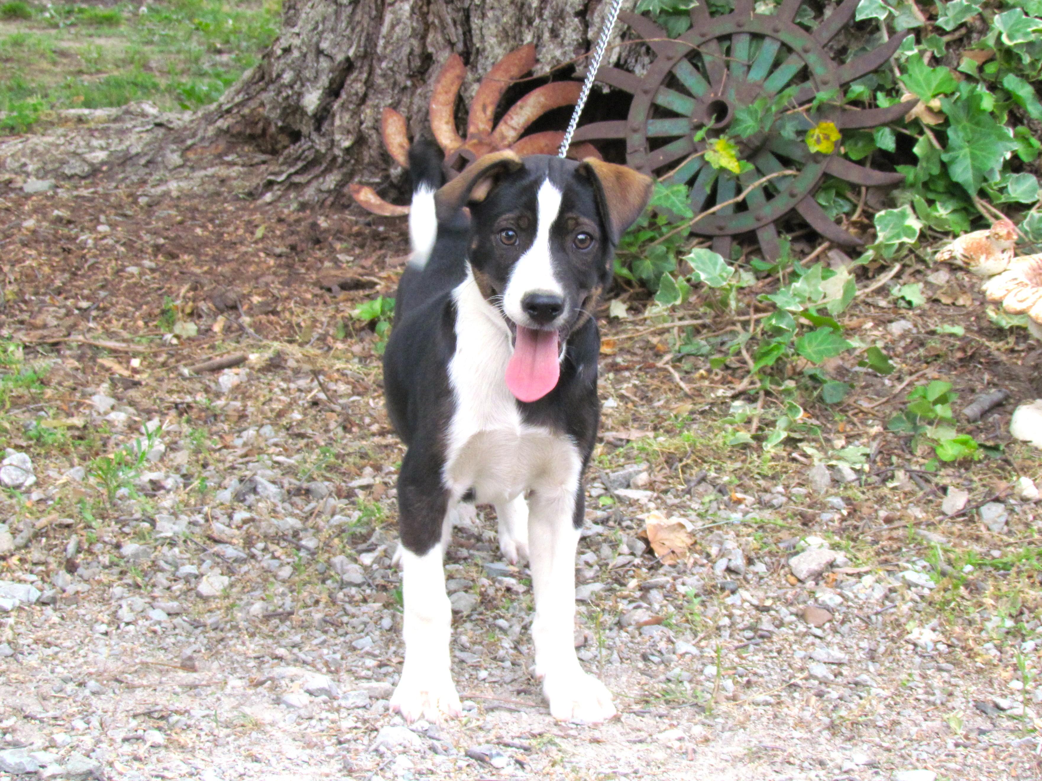 Enlarge Troy, a ADOPTABLE mixed breed in Medfield, MA image 2/3