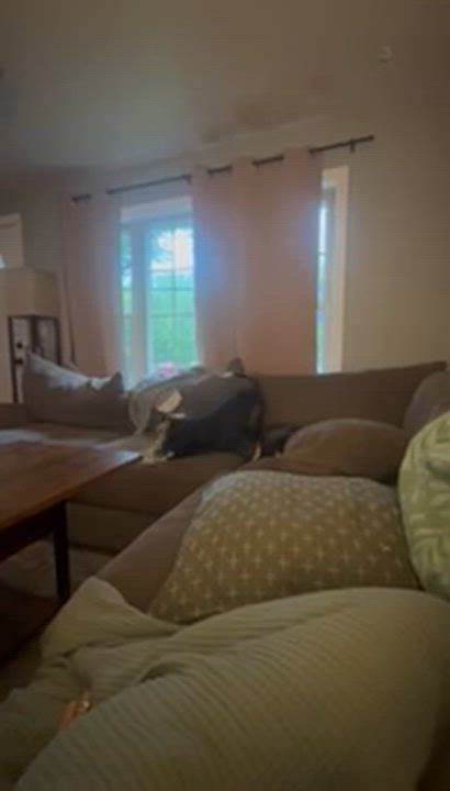 Enlarge Troy - Come Meet Me, a Adoptable mixed breed in Medfield, MA video 6/6