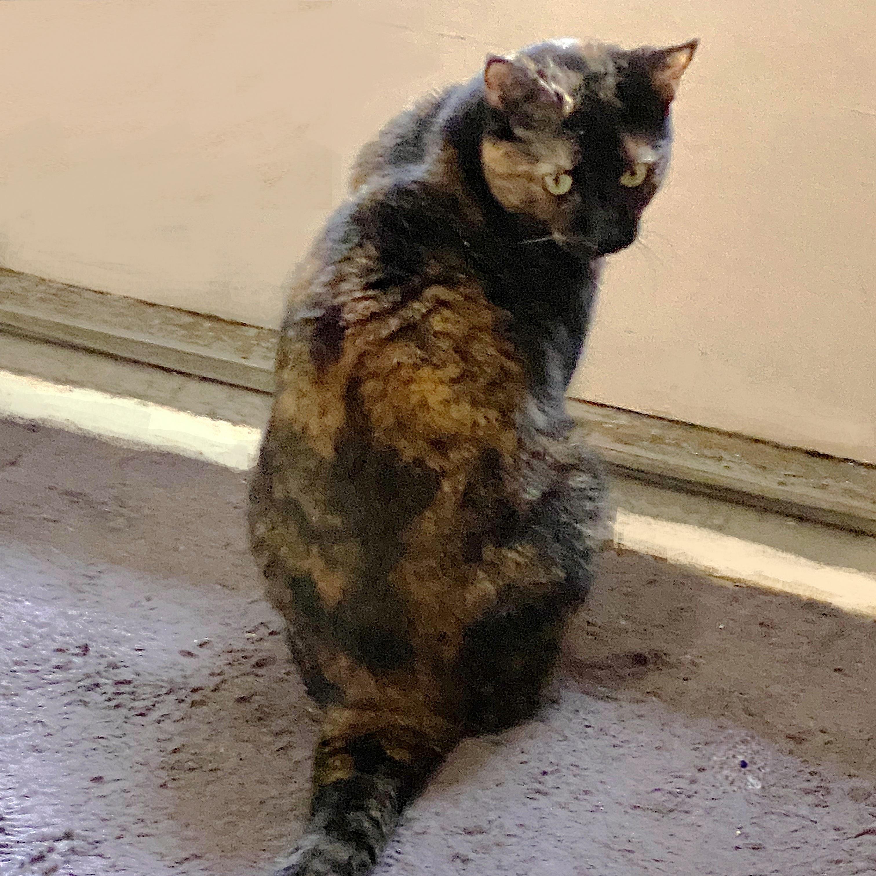 Madam Mystery - foster needed urgently, a Adoptable Tortoiseshell in Mississauga, ON image 4/6