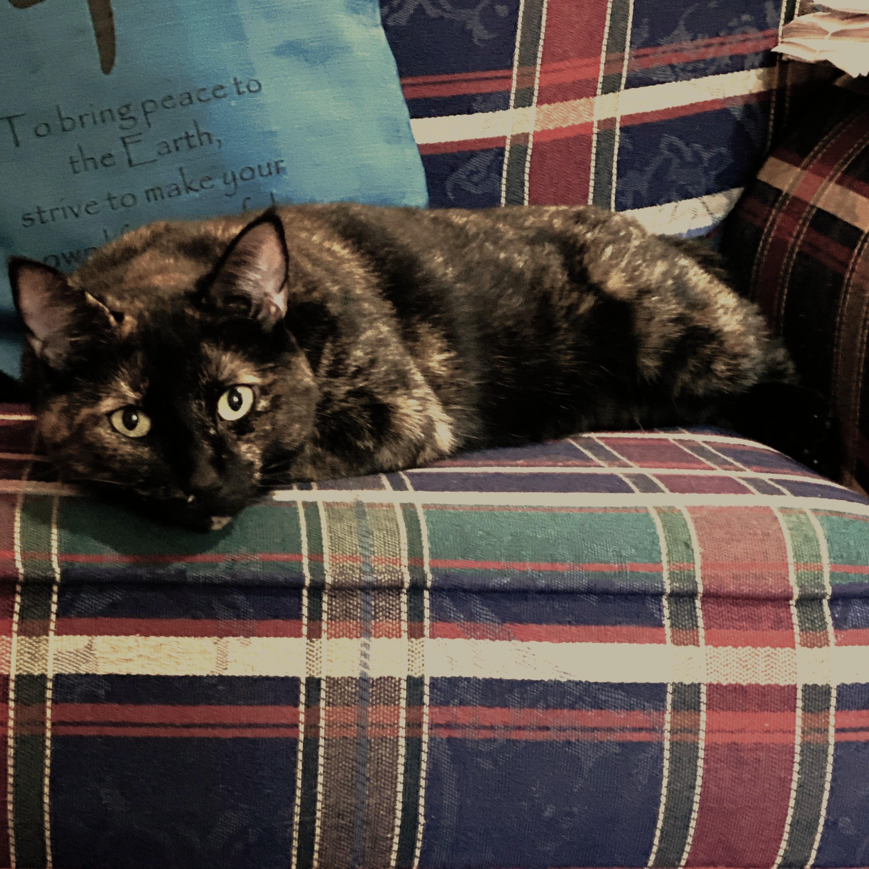 Madam Mystery - foster needed urgently, Adoptable, Senior Female Tortoiseshell.