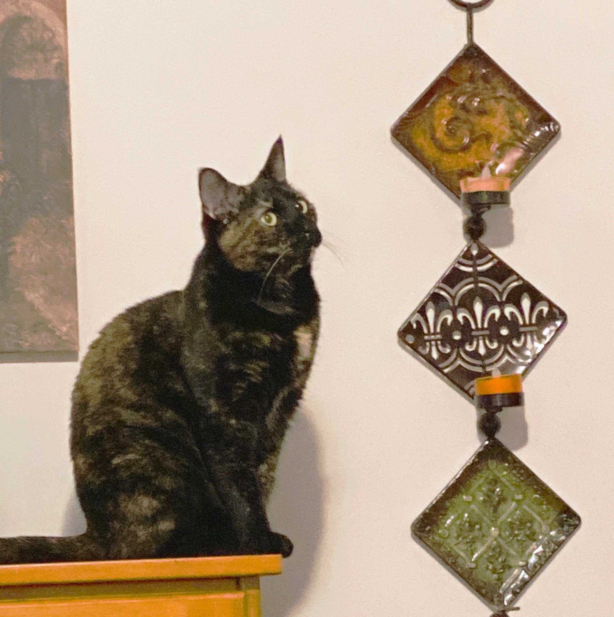 Madam Mystery - foster needed urgently, a Adoptable Tortoiseshell in Mississauga, ON image 6/6