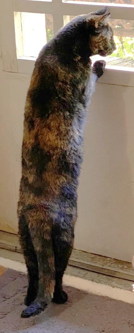 Madam Mystery - foster needed urgently, a Adoptable Tortoiseshell in Mississauga, ON image 3/6